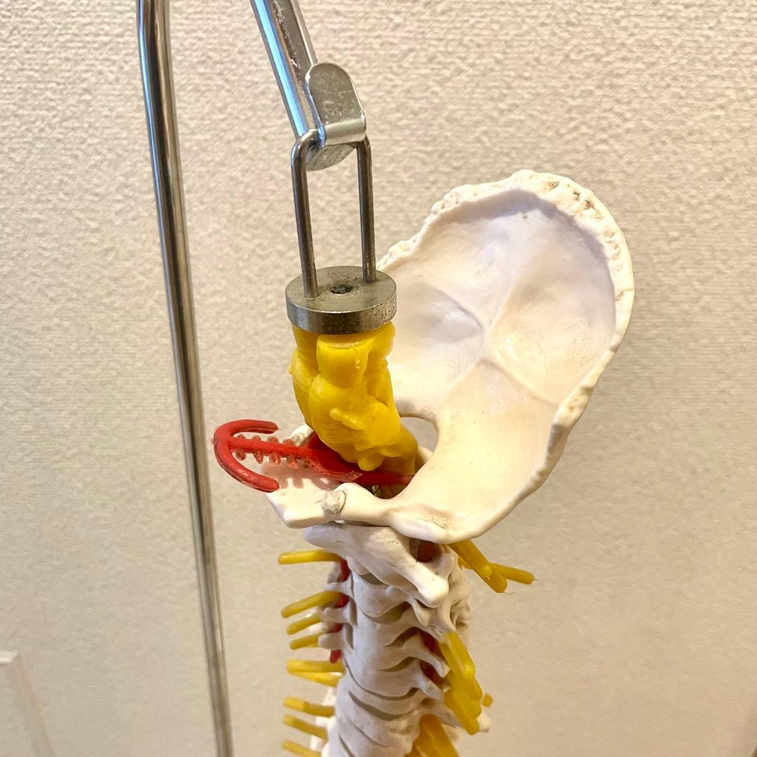 脊柱模型90cm 骨格標本 スタンド付き 人体模型 カイロ 整体 整骨院 鍼灸