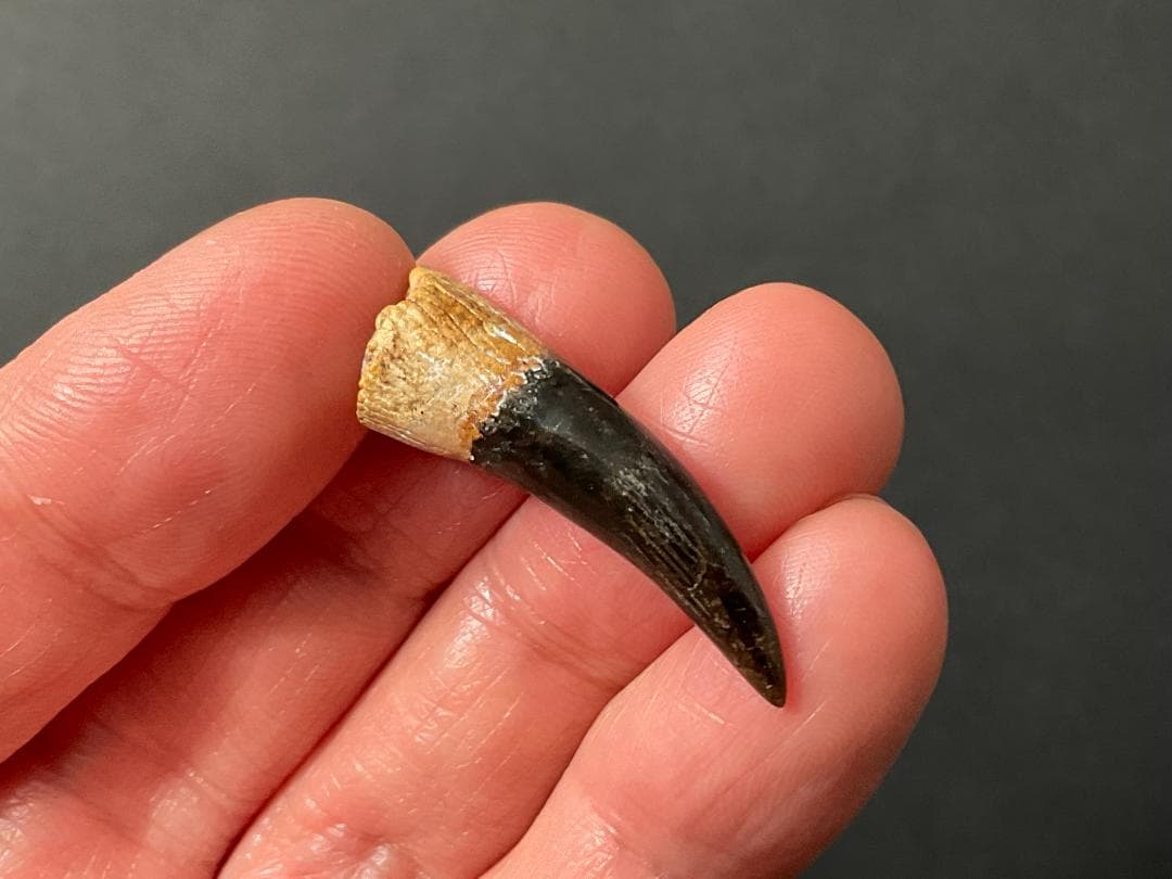 恐竜の歯 [DS361] エラスモサウルス 化石 超希少 レア