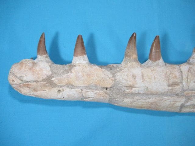 モササウルスの歯と顎骨 本物の化石 モロッコ No.1291 - メルカリ