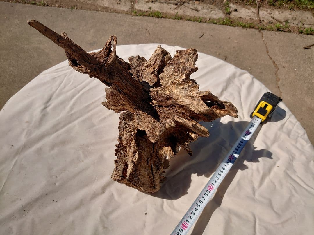 アクアリウム・テラリウム向きの流木枯木