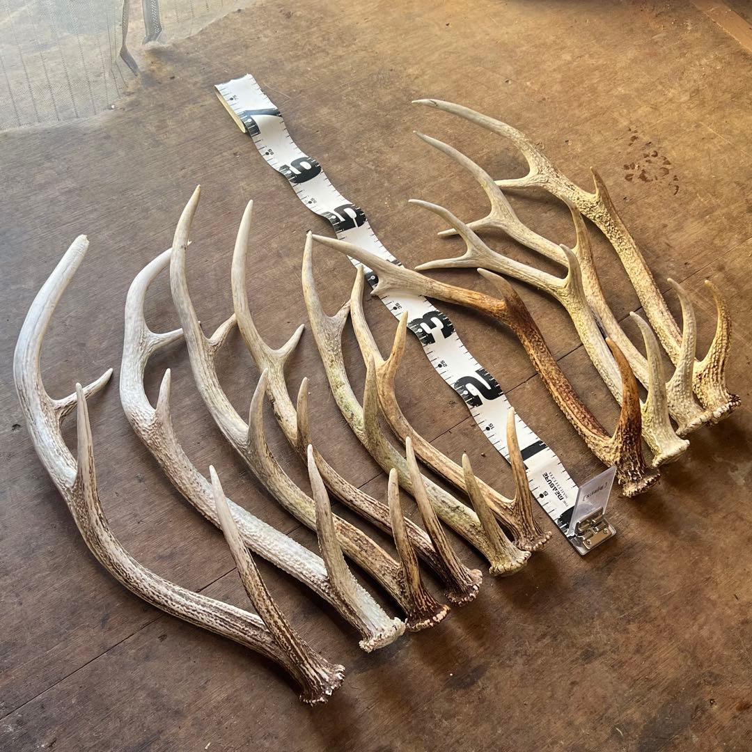 鹿の角　蝦夷鹿　10本セット　No.2