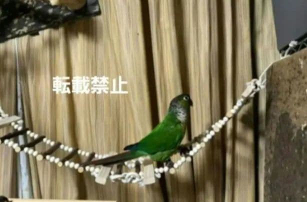 326 吊り橋 はしご 止まり木 バードトイ 324 吊り橋 はしご 止まり木