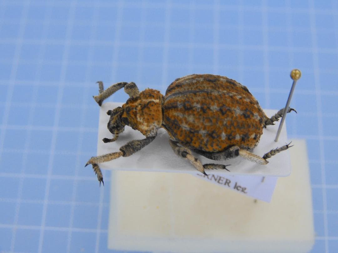 アンゴラ産　オオタマゾウムシ　21mm