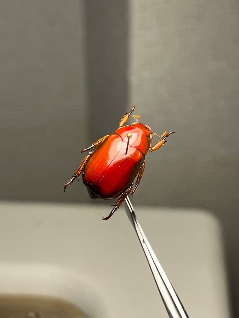 日本と季節が逆転したオーストラリアでは、この時期に発生する