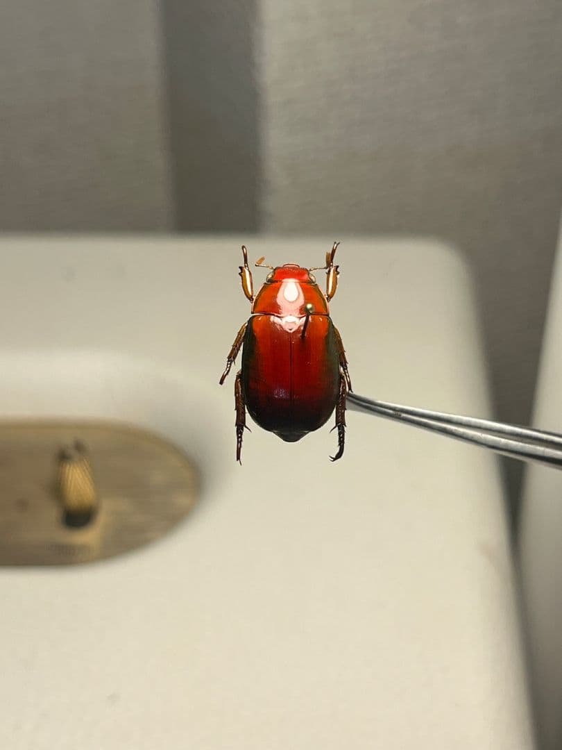 日本と季節が逆転したオーストラリアでは、この時期に発生する