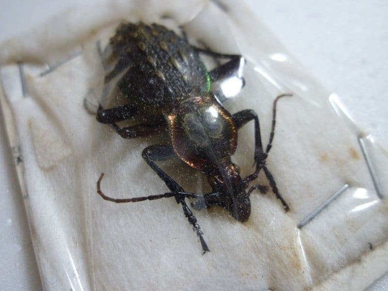 オオコブカブリモドキ/C.ignimetallus/湖北省.通山産/40.8mm - メルカリ