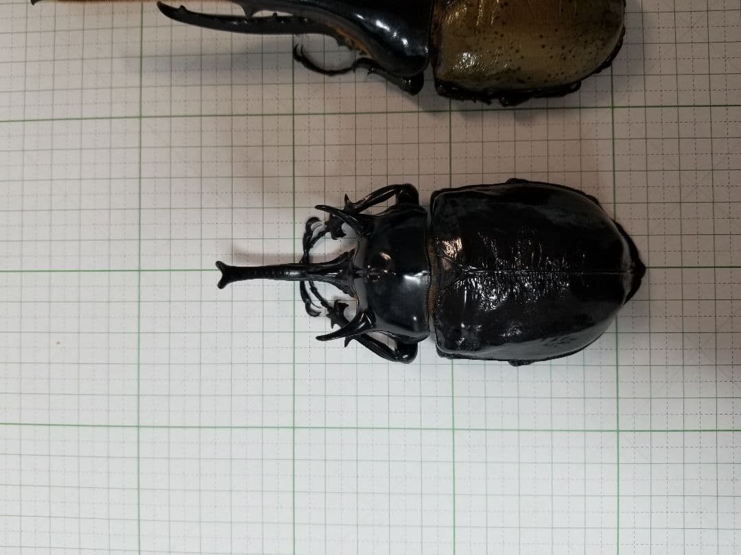 標本 マルスゾウカブト 大型118㎜