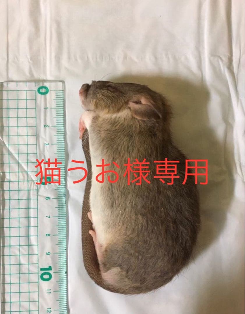 冷凍PL50 H20 ADL80 S60 ML20 2L7 3L13 冷凍PL50 H20 ADL80 S60 ML20 2L7 3L13 ZEREX, Pre-Diluted 50/50, 1