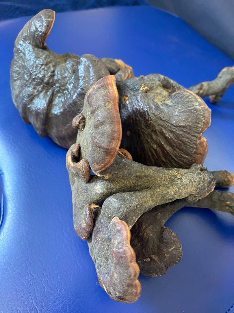 漢方灵芝草乾燥品、野生原生、重さ約136g、