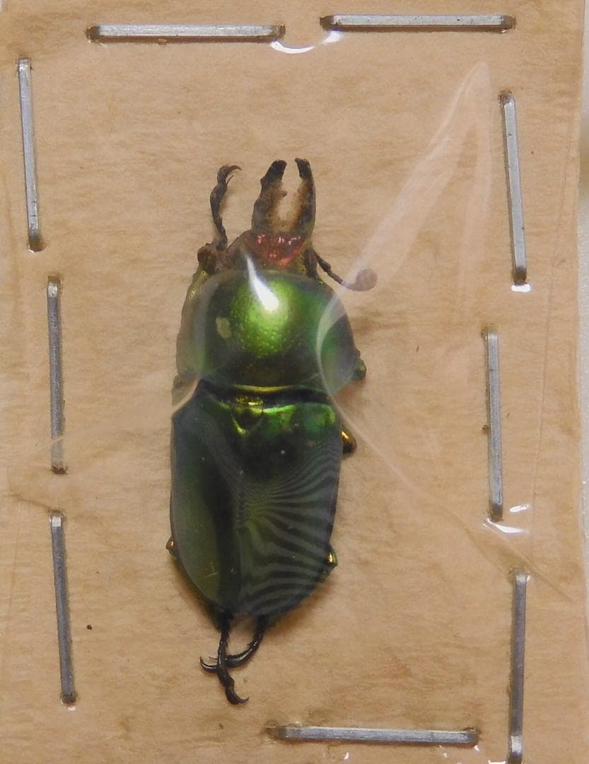 コンゴ産 赤道州 トルクアタ 79mm