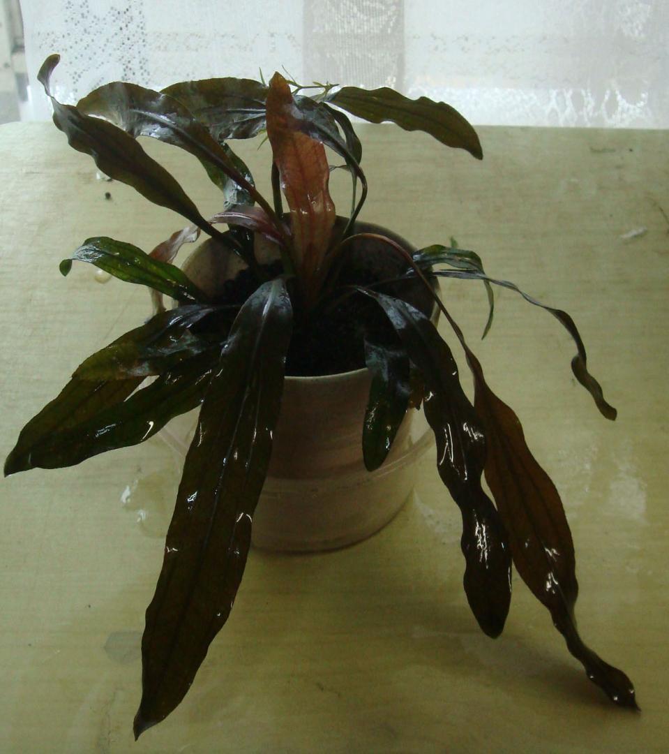 エキノドルス ホレマニー スーパーレッド - メルカリ