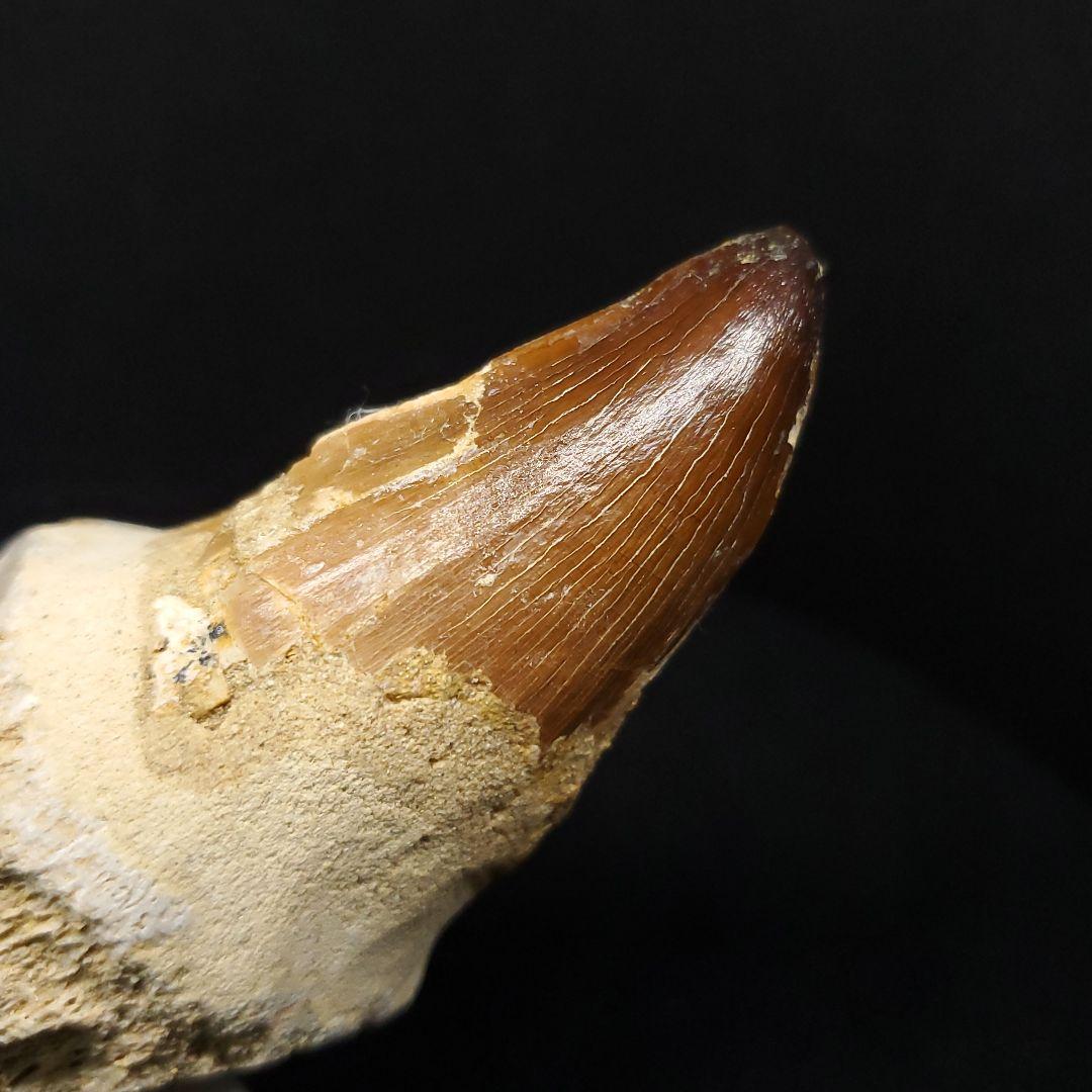 歯根付き モササウルス 化石 歯 本物 モロッコ産 90.10mm mos147