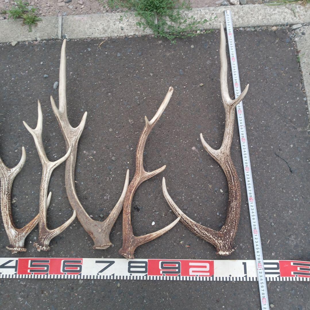 S*i様 天然蝦夷鹿の角 犬用おもちゃ 工芸品などに