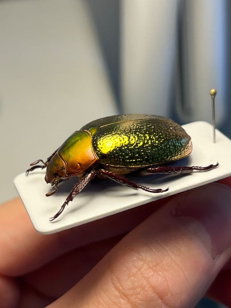 最新作】ボウカルディプラチナコガネ Chrysina 頭が赤！昆虫標本