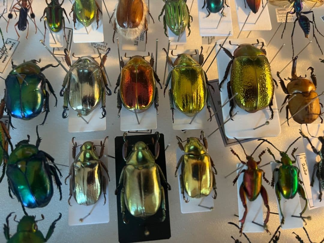最新作】ボウカルディプラチナコガネ Chrysina 頭が赤！昆虫標本