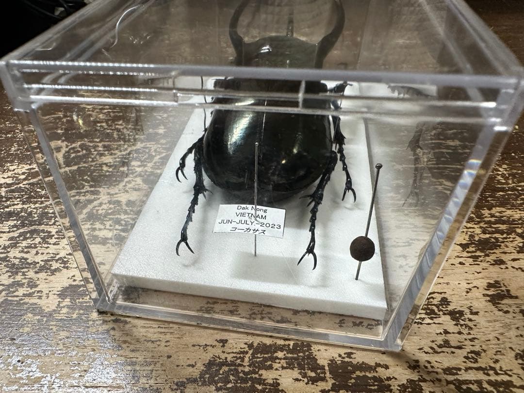 タイリクコーカサスオオカブト約118㎜標本ケース付き