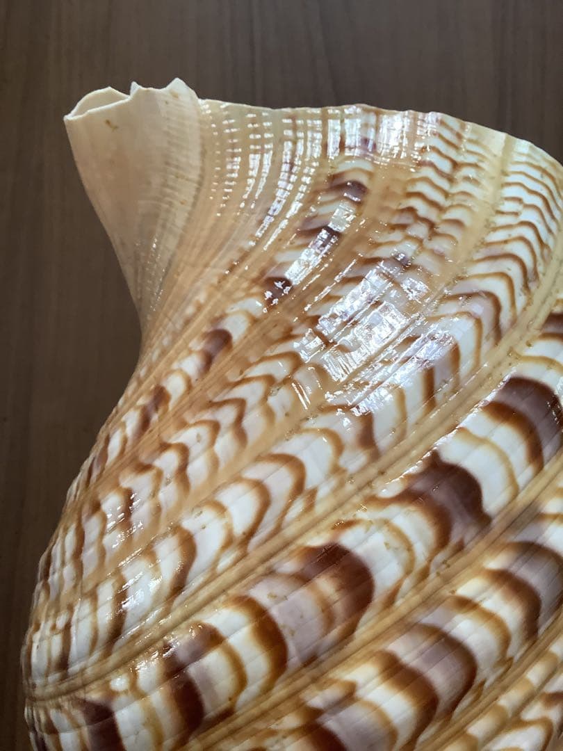 ヤフメリ27・法螺貝・山伏・修験者・戦国武将・縁起物・熊避・グレート