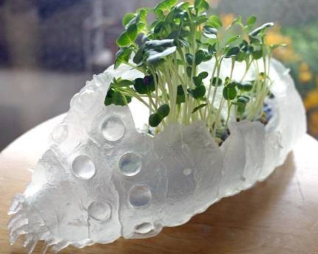 廃盤/希少】ジブリ 王蟲の抜け殻プランター 風の谷のナウシカ