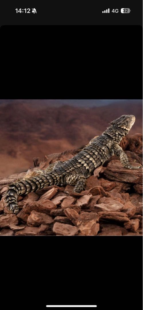 最安値　いきもの大図鑑アルティメット オオヨロイトカゲ 新品未開封 ❶