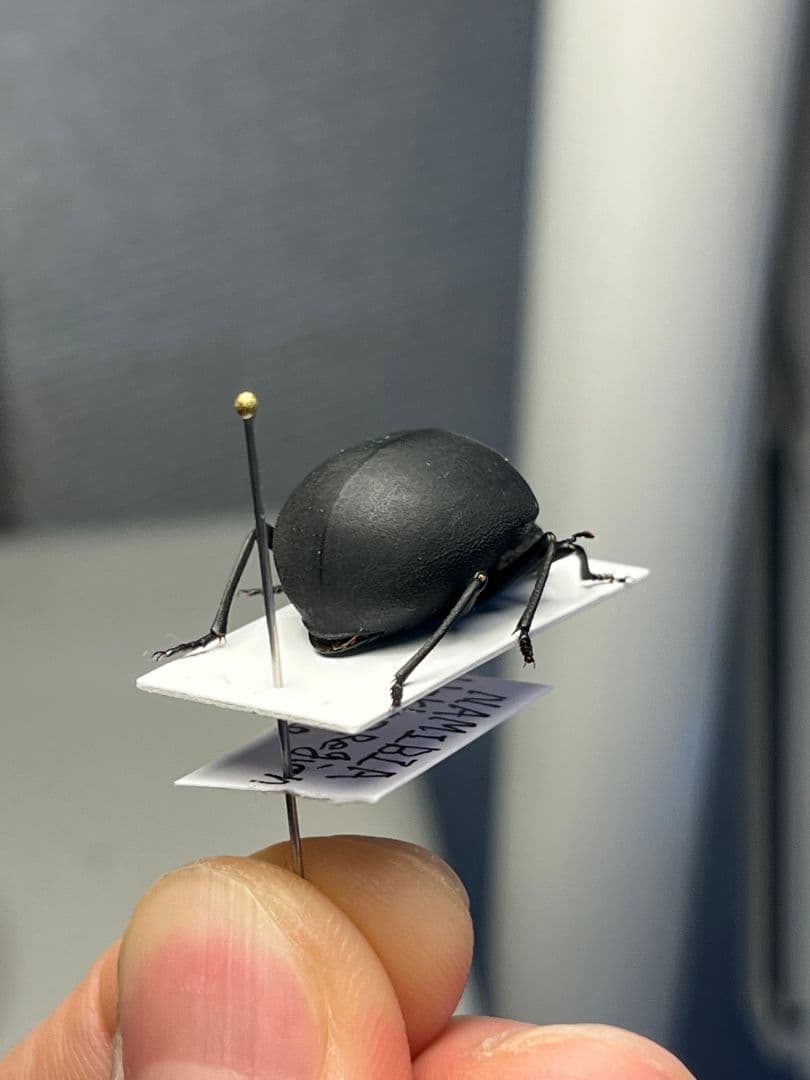 19mm】マエガミパッツンゴミムシダマシ とんでもない甲虫 昆虫標本