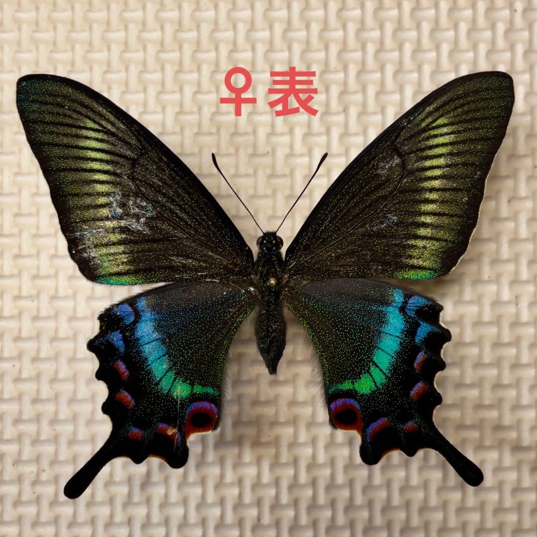 カラスアゲハ♂♀標本★北方領土択捉島産★日本人採集標本データ付美麗標本 ミヤマカラスアゲハ♂♀標本☆北方領土択捉島産☆ 日本人採集