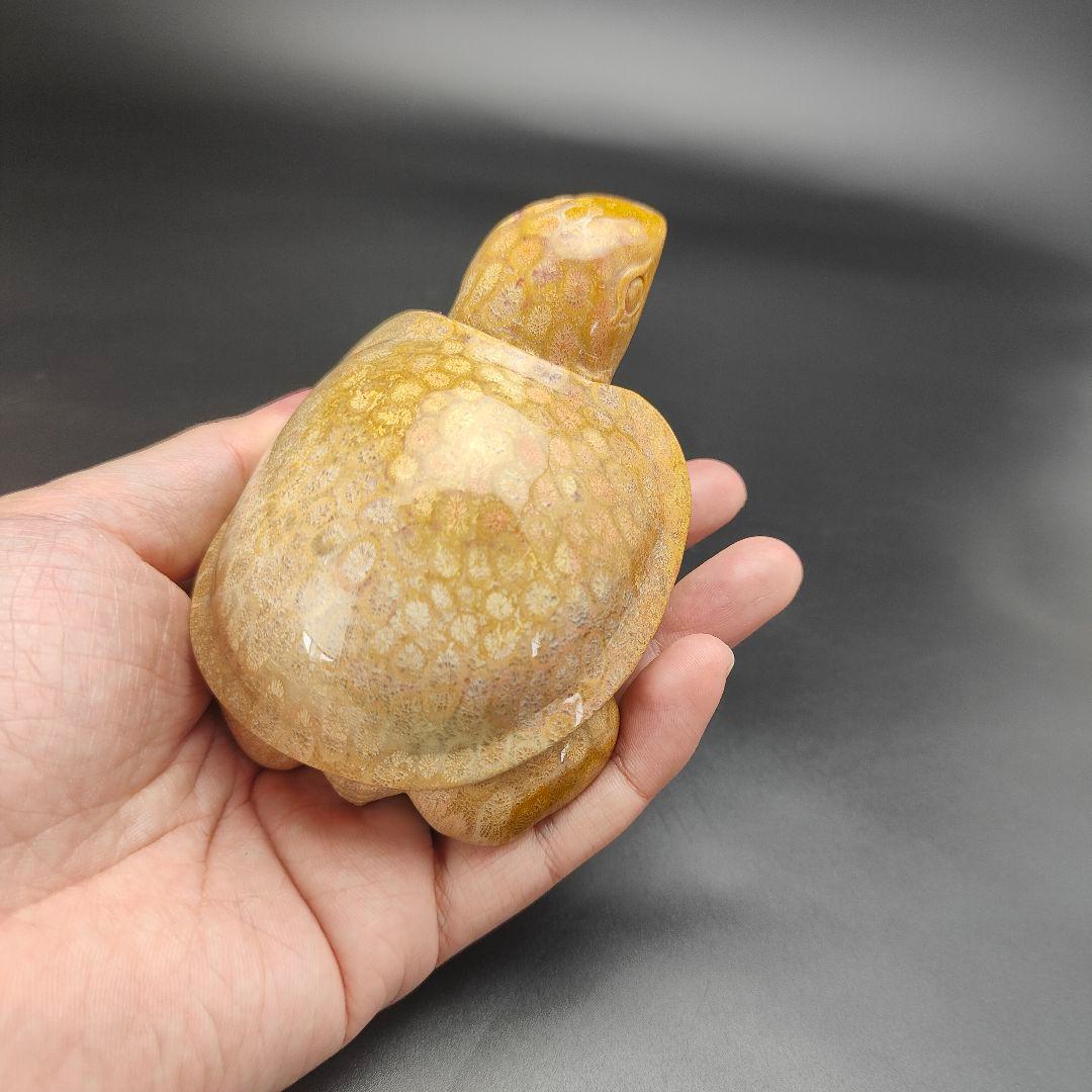 1 サンゴの化石亀(大)天然石 菊目石珊瑚コラール縁起物魔除け
