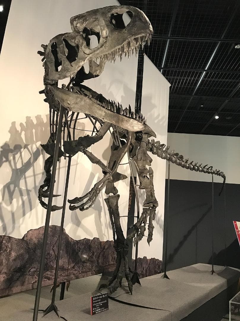 超希少！イギリス産肉食恐竜ネオヴェナトルの脊椎骨！ 値段交渉可能