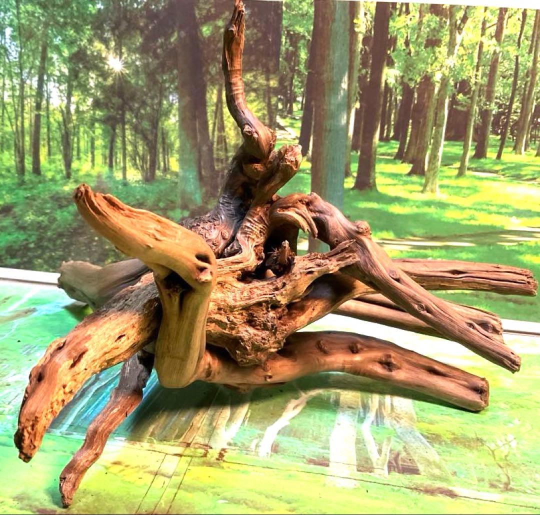 天然水槽用流木 力感あふれる太枝♪大サイズブランチウッド 煮沸沈水