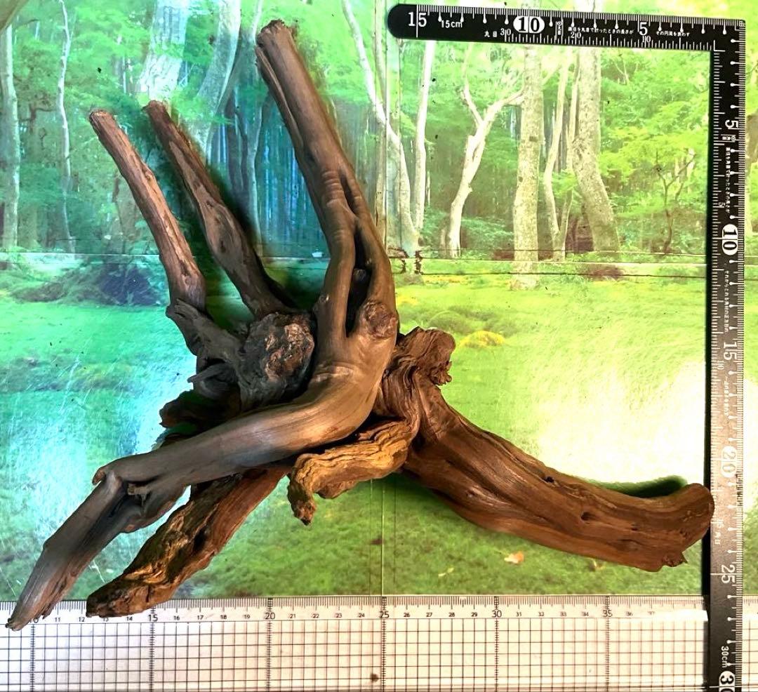 天然水槽用流木 力感あふれる太枝♪大サイズブランチウッド 煮沸沈水