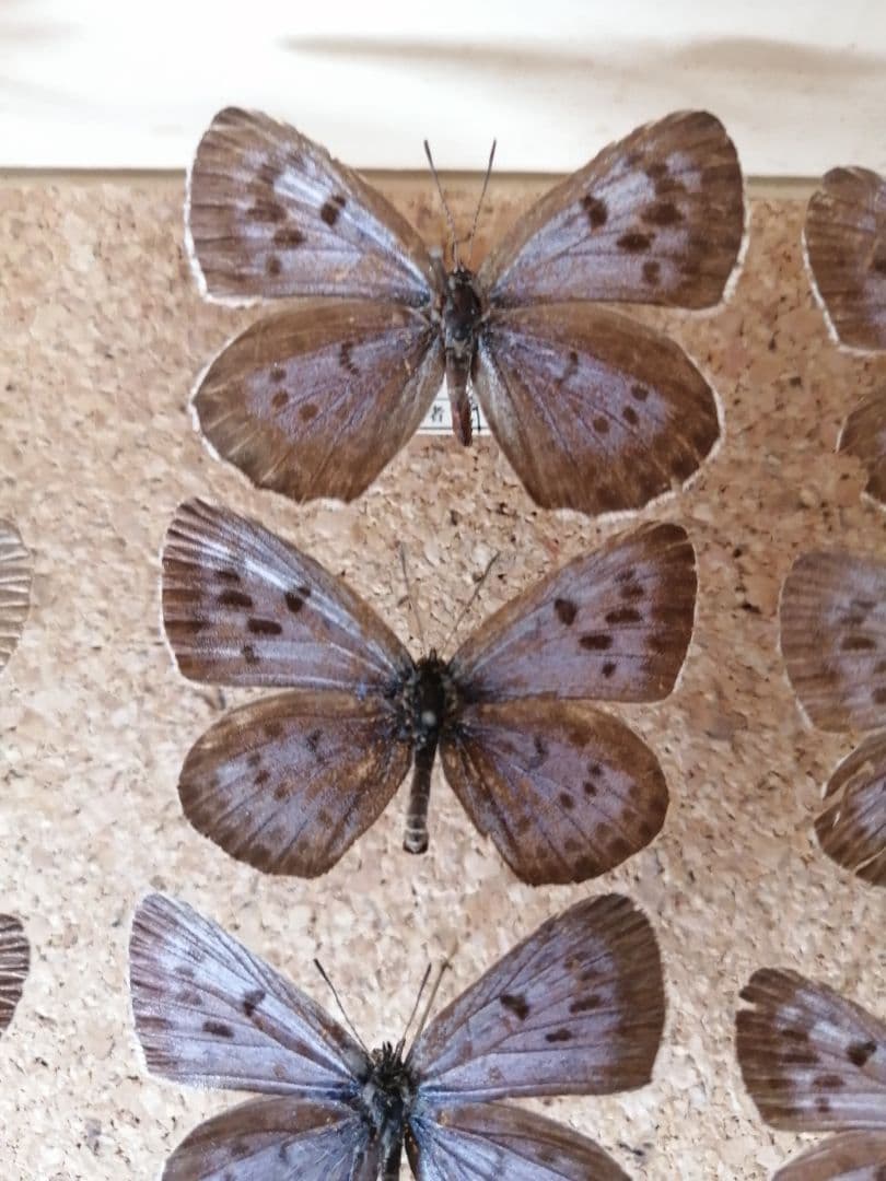 オオゴマシジミ 北海道 月形町産