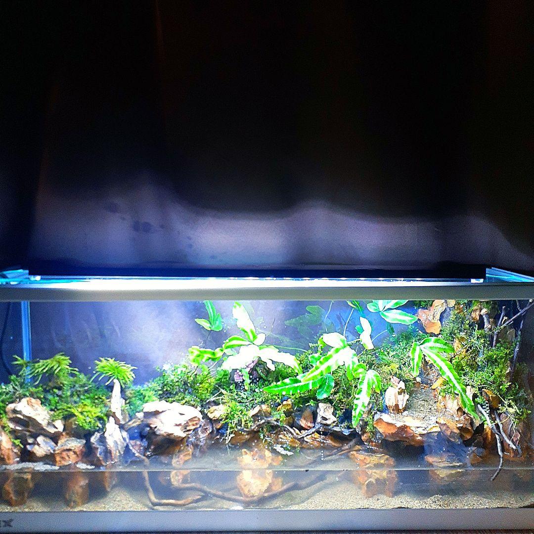 中型ガラス水槽 アクアテラリウム 完成品 自然風景風 【公式通販