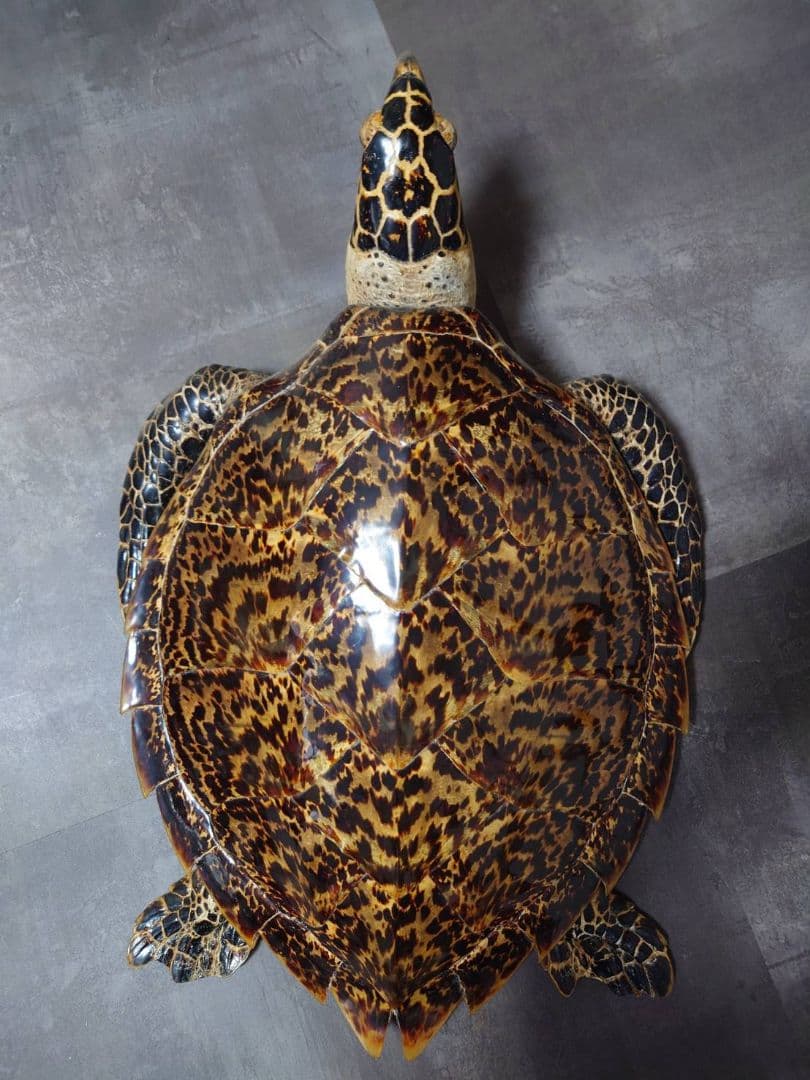 タイマイ べっ甲亀 剥製 国際希少野生動植物種登録票有