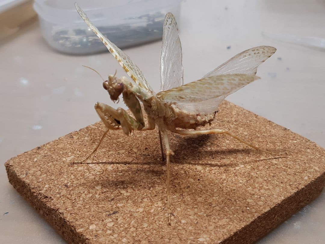 アザミカマキリ雄 立体標本 アザミカマキリ雄 立体標本 標本 アザミ