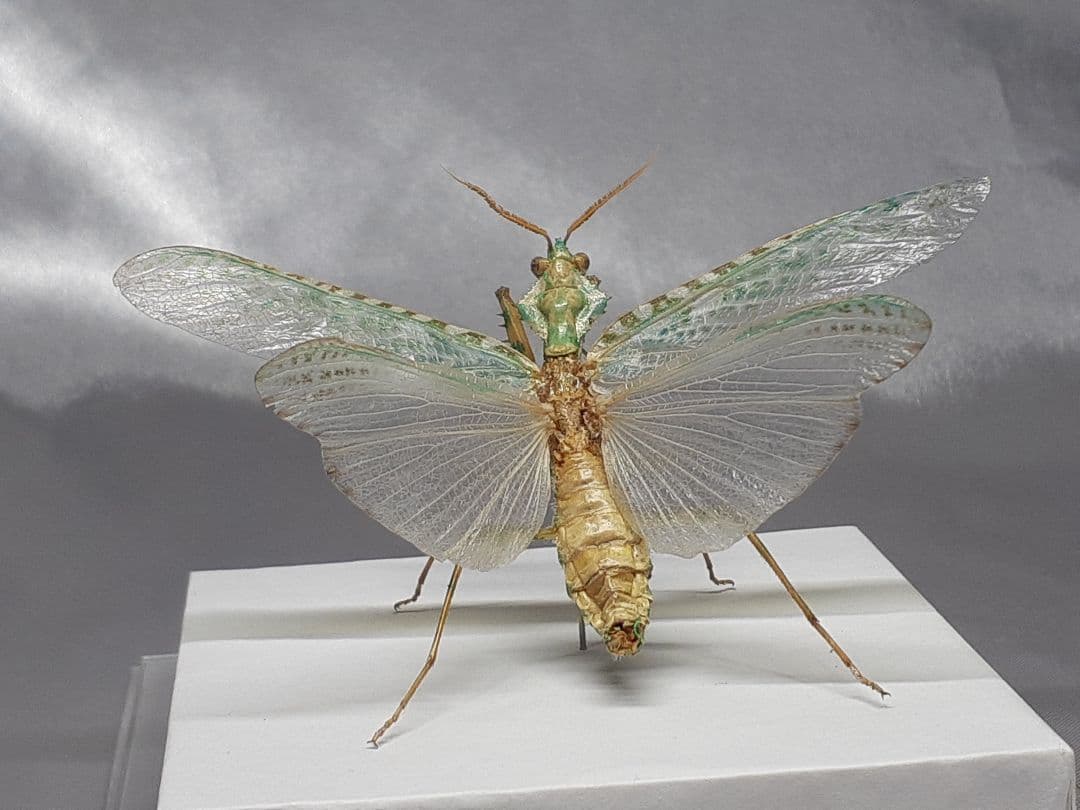 アザミカマキリ雄 立体標本 アザミカマキリ雄 立体標本 標本 アザミ