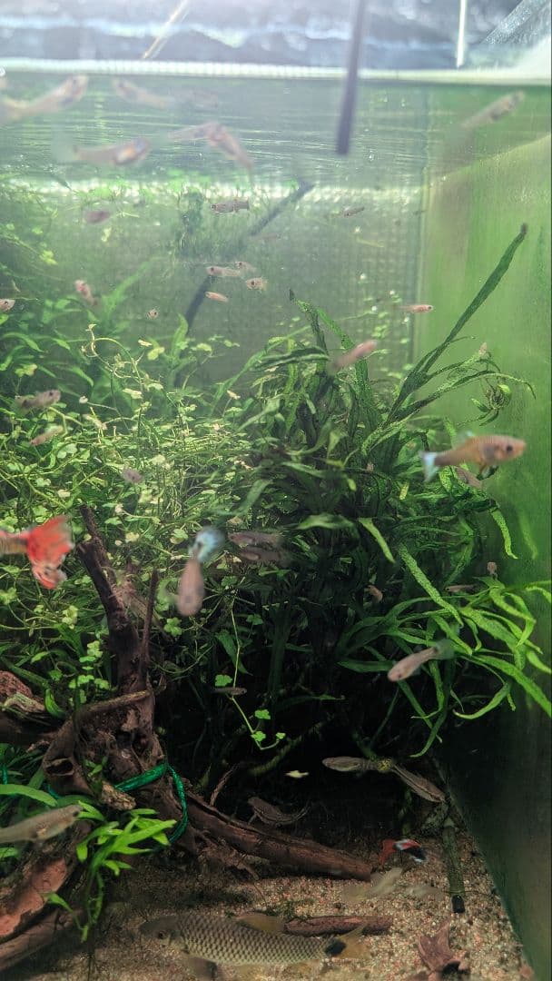 希少ミクロソリウムsp.サラワクカピットウエスト5株100葉以上大株自然