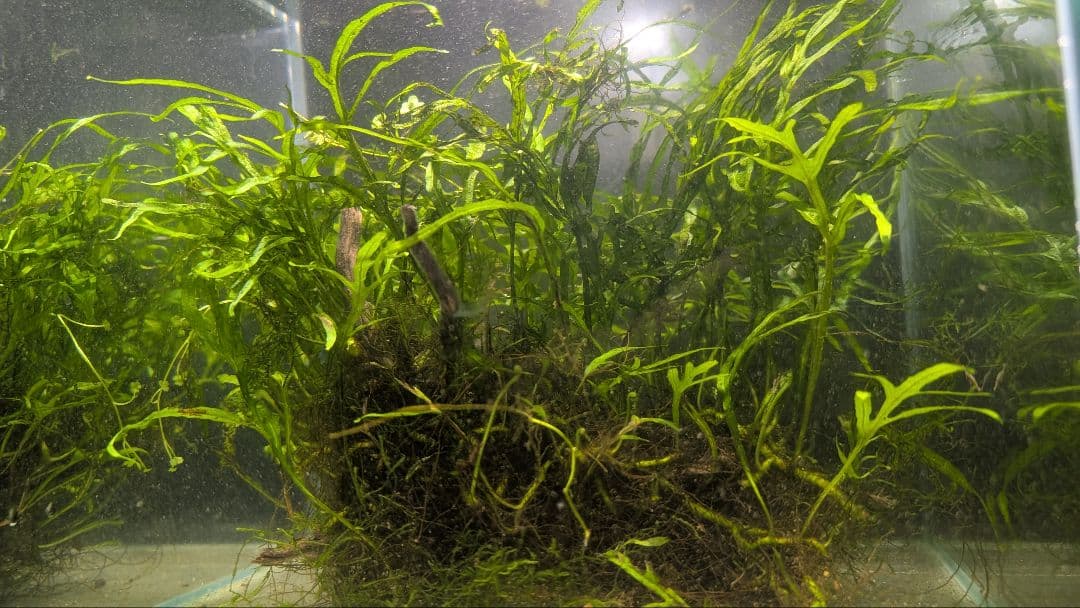 希少ミクロソリウムsp.サラワクカピットウエスト5株100葉以上大株自然