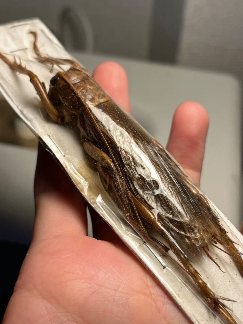 73mm♂】リオック Sia ferox コロギス昆虫標本デュビアタランチュラ