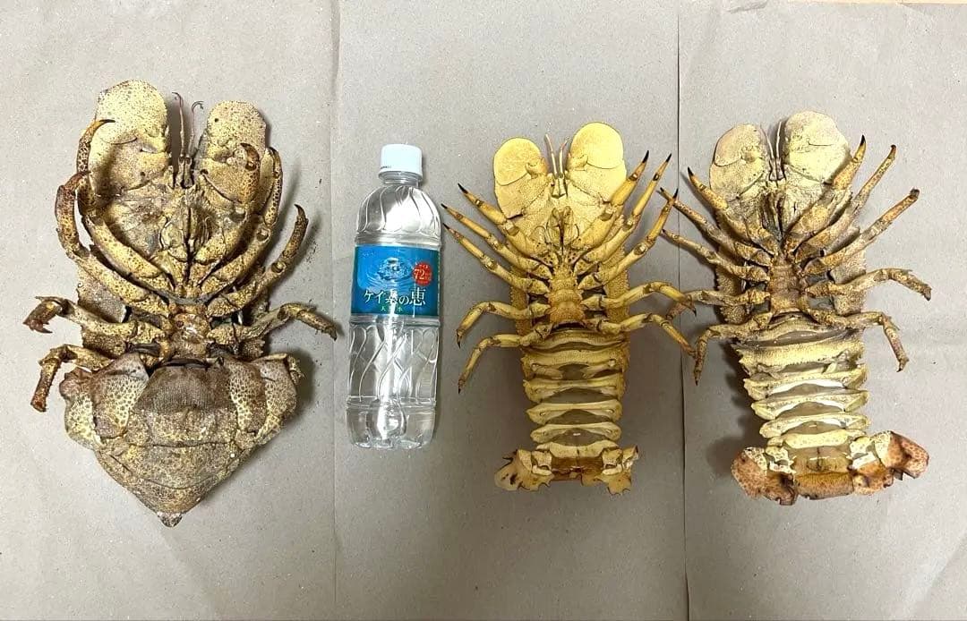 希少コブセミエビ2体とセミエビ剥製 - メルカリ