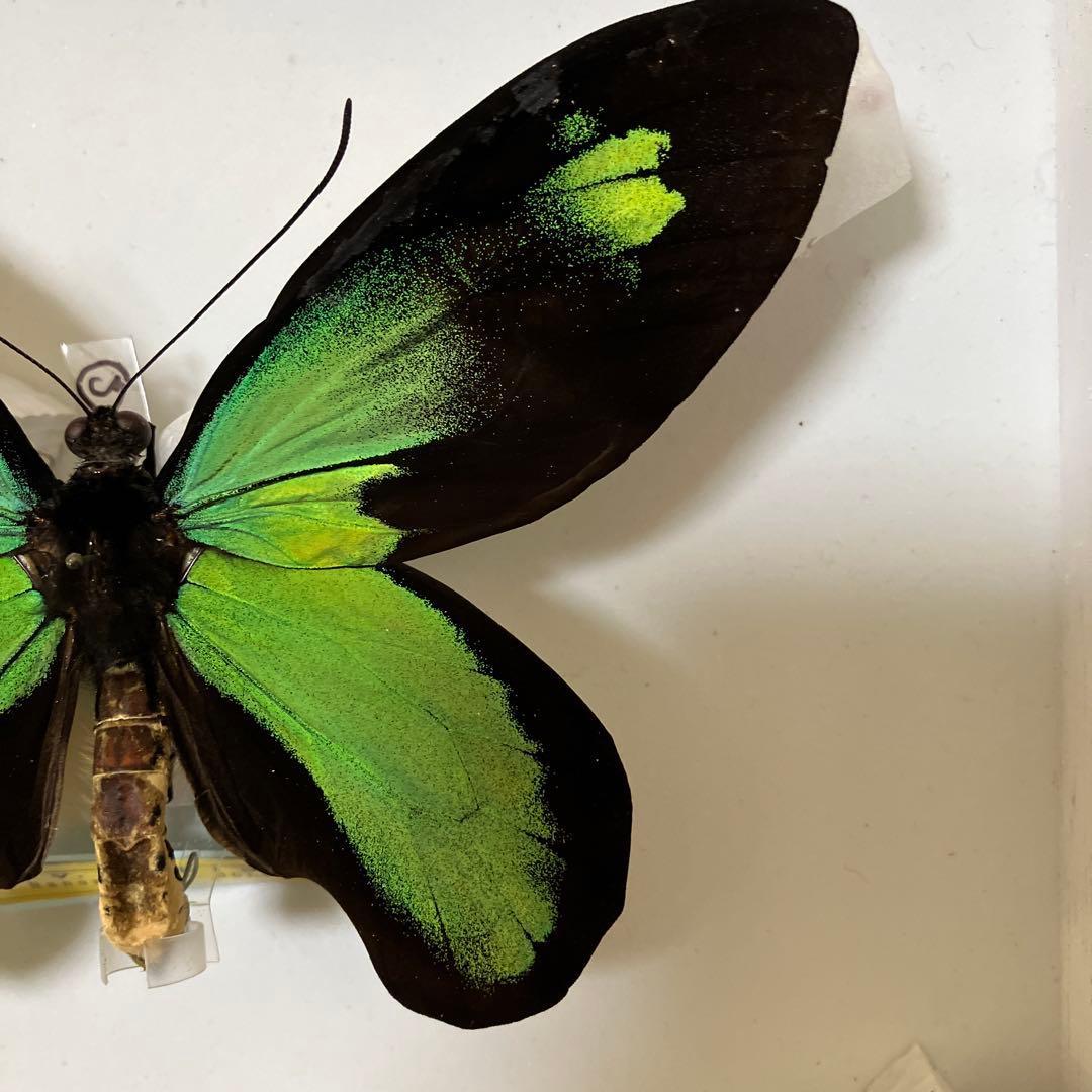 ビクトリアトリバネアゲハ（大型）