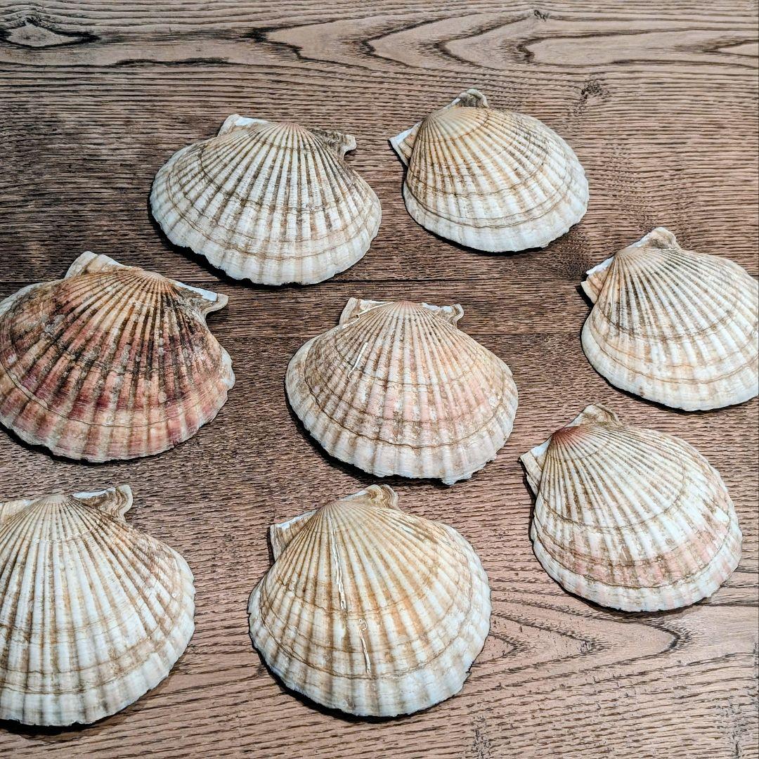 土井宏友作 ほたて貝漆皿 8枚