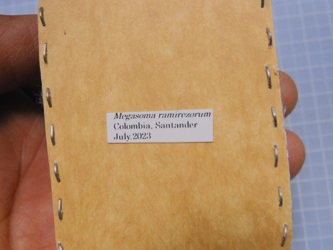 コロンビア産 ラミレスゾウカブト 98mm - メルカリ