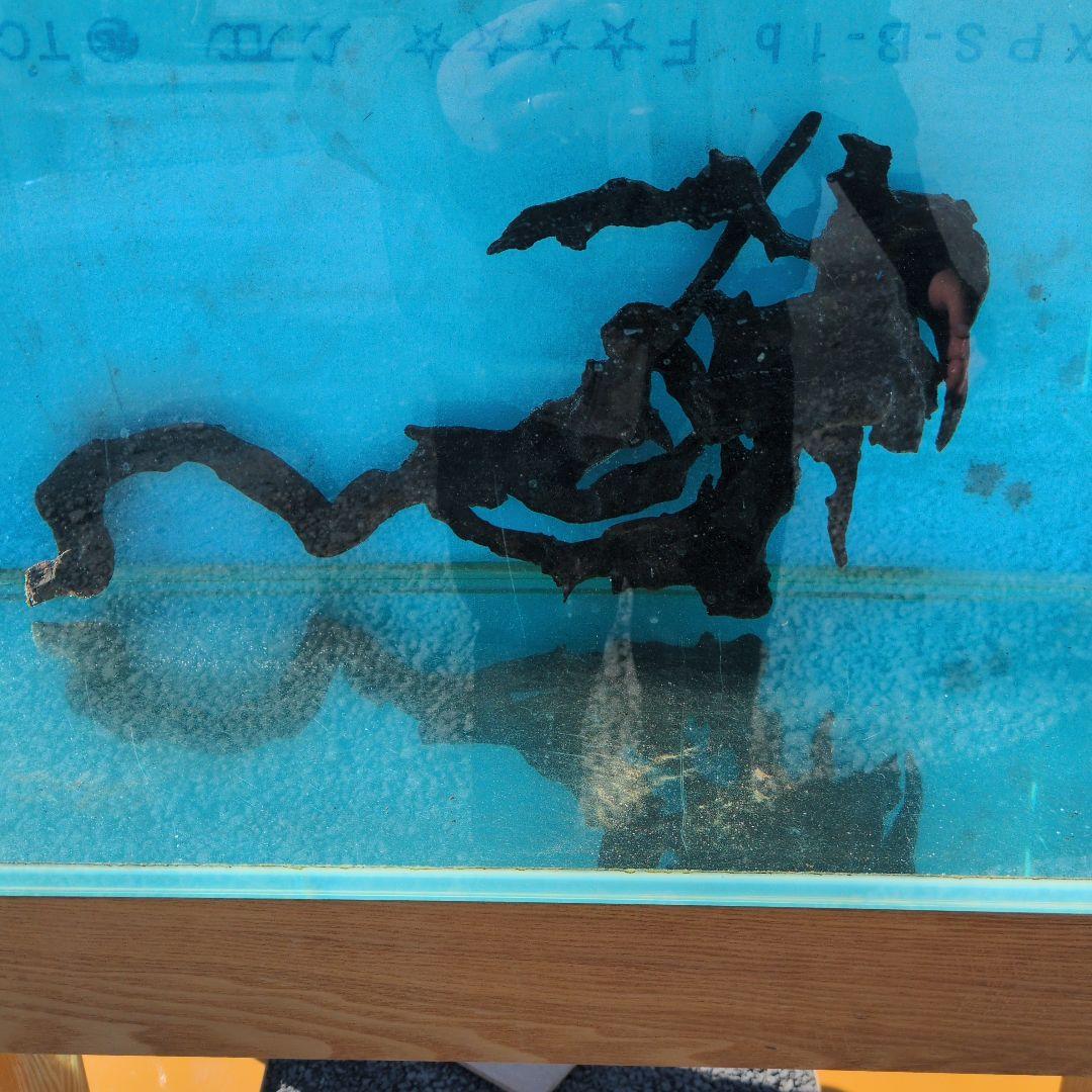 沈水済み中型天然木流木 形状お任せ 自然流木 中(約20cm~) 3