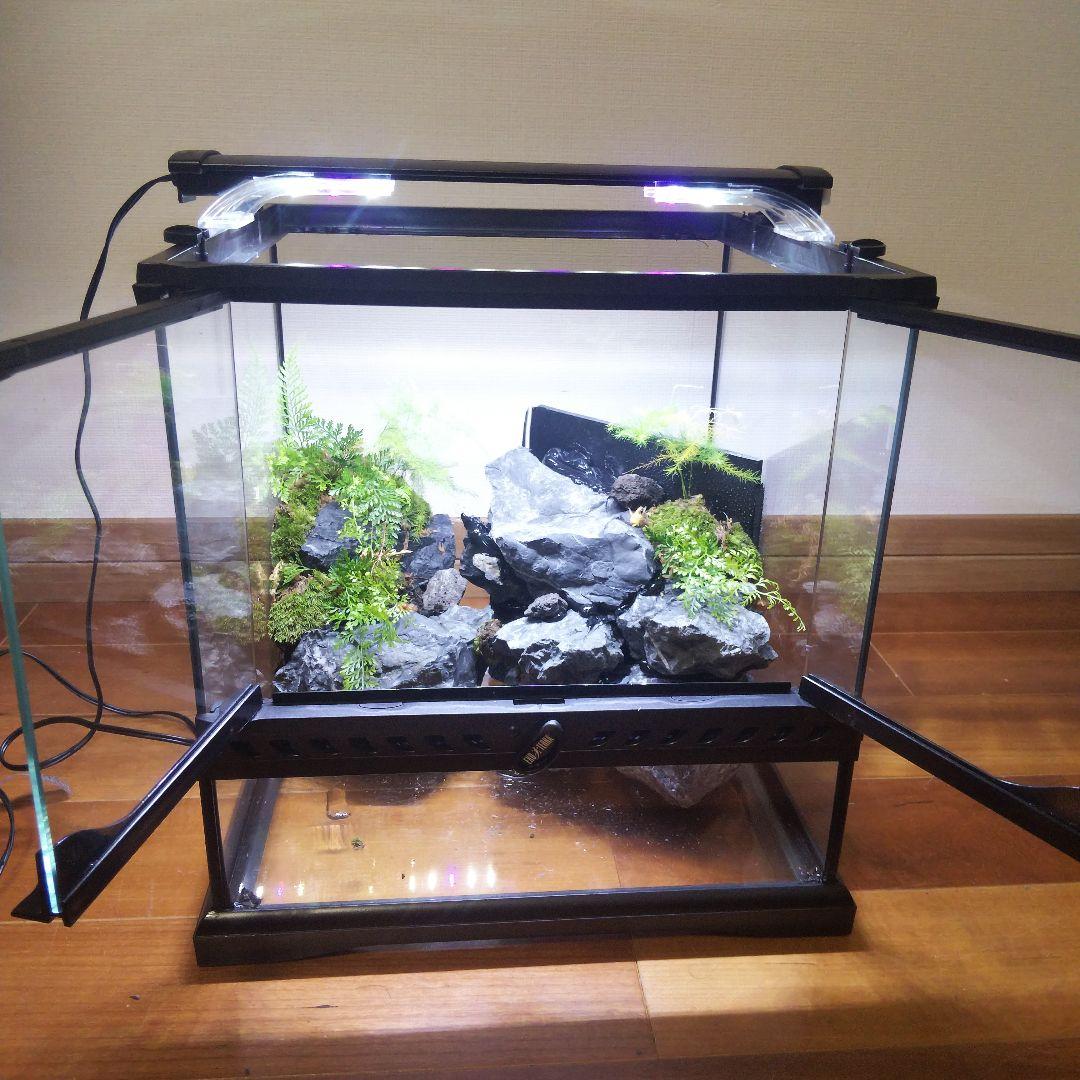 受注生産】グラステラリウム3030 イモリウム 苔テラリウム