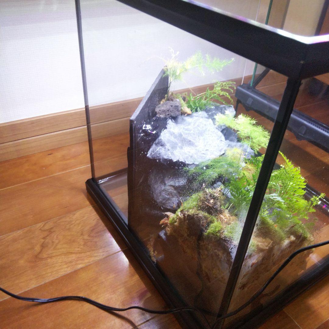 受注生産】グラステラリウム3030 イモリウム 苔テラリウム