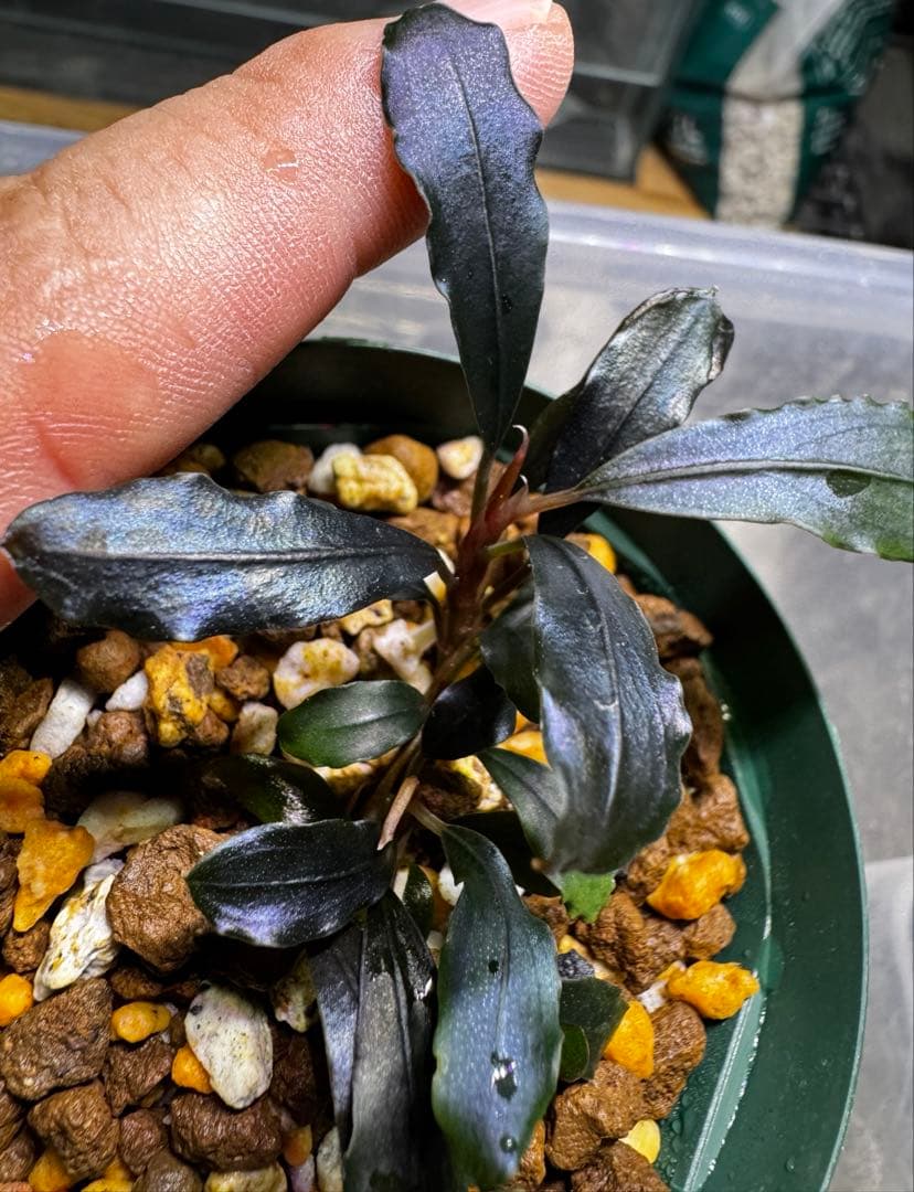 2株！Bucephalandra sp. ghost kalimantan