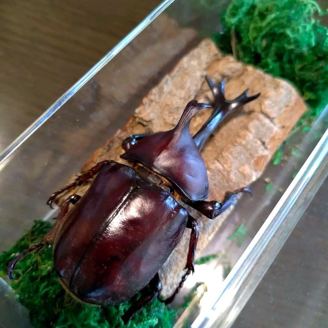 野生極美特大超巨大頭角19.7mm体長80mmぐらい黒ブラックカブトムシ昆虫標本