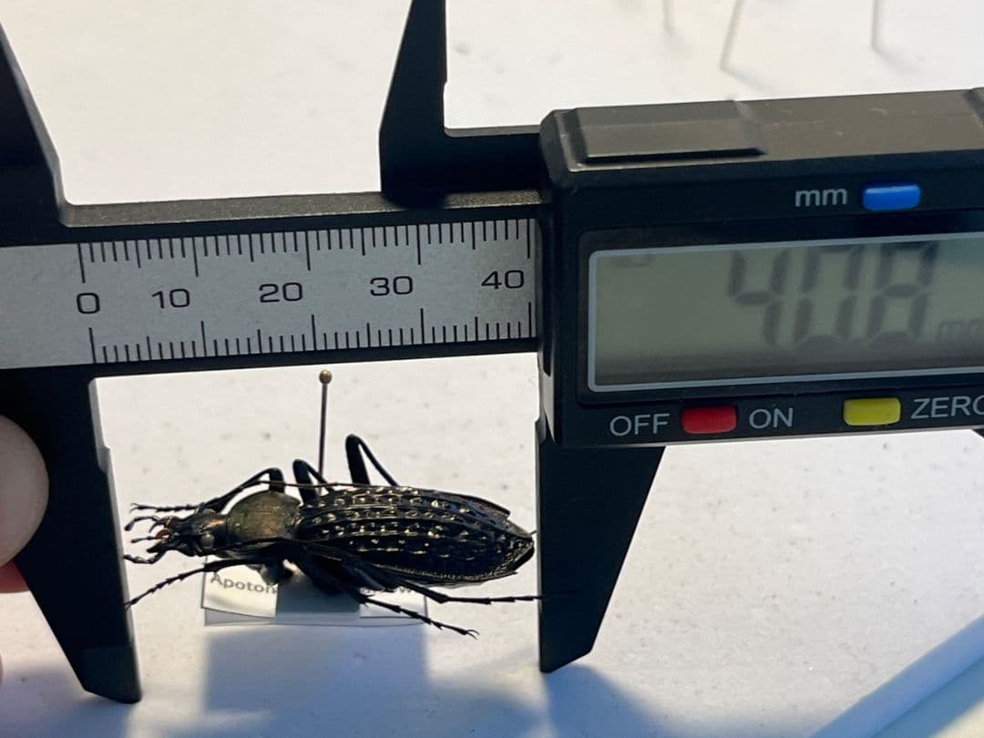 40mm】アロウトゲオサムシ エリスカブリモドキ オサムシ標本 オサムシ