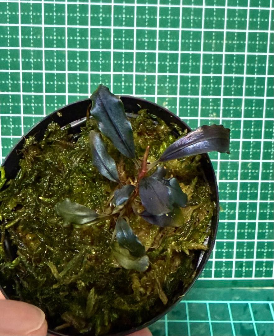 Bucephalandra sp.Ghostkalimantan