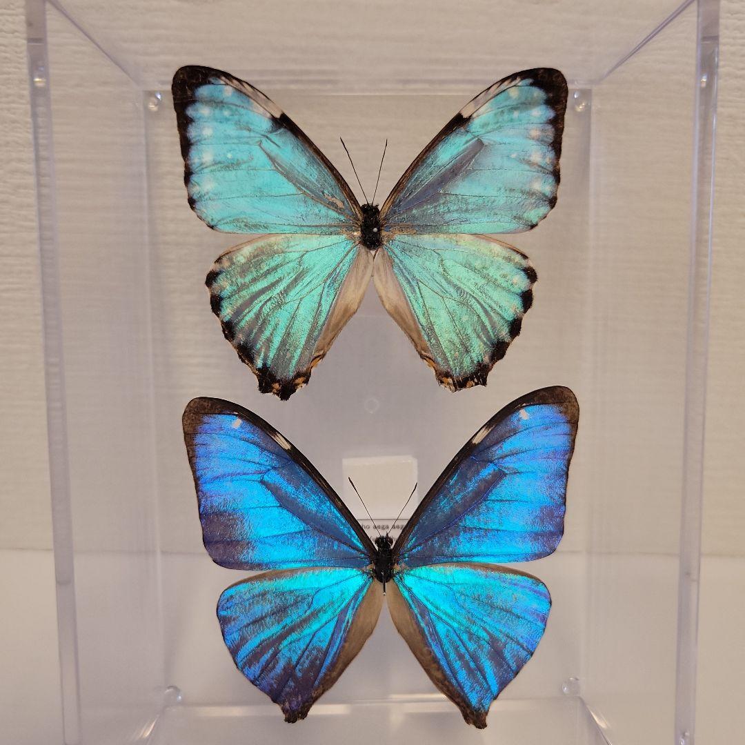 蝶の標本 輝くモルフォの世界(A特A) 蝶の標本 輝くモルフォの
