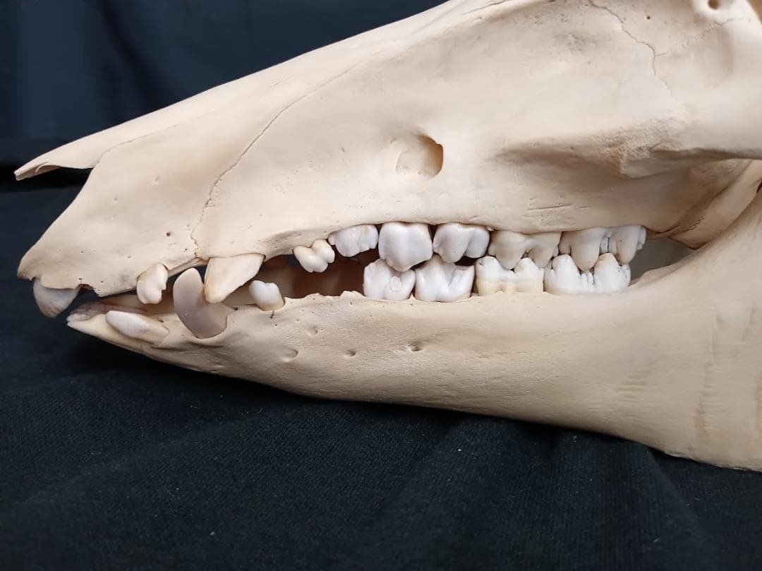 頭骨標本】種名 イノシシ ♀ 28Kg 頭長25cm SK6839730815